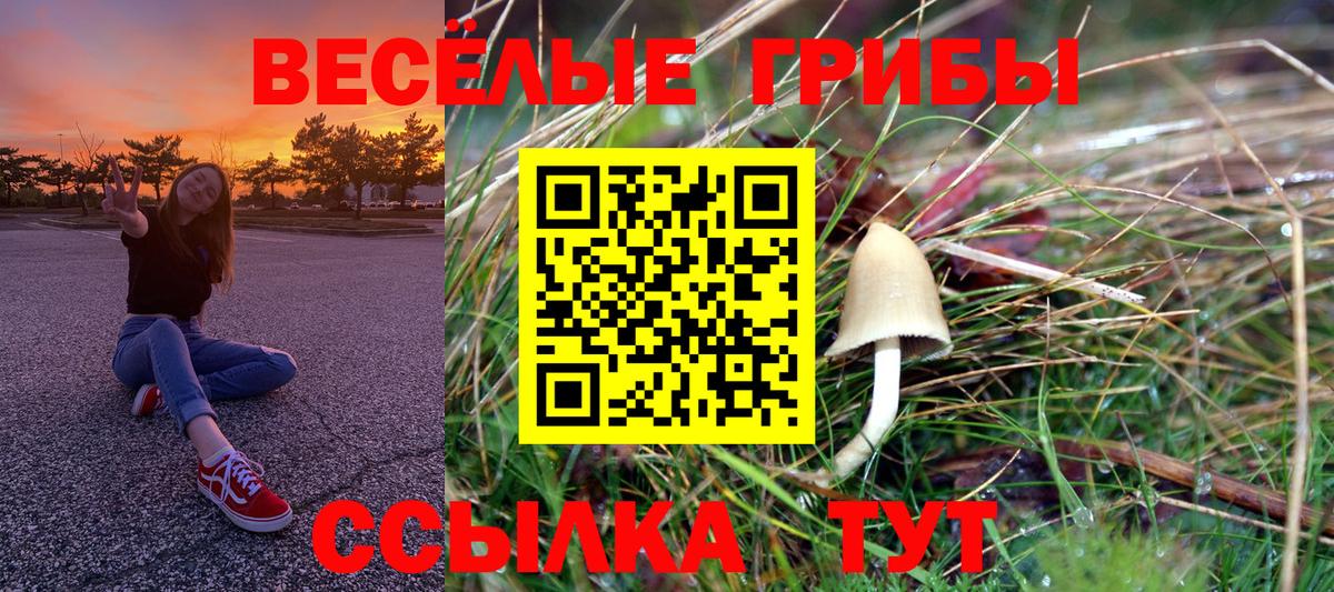 Псилоцибиновые грибы Psilocybe Кимры